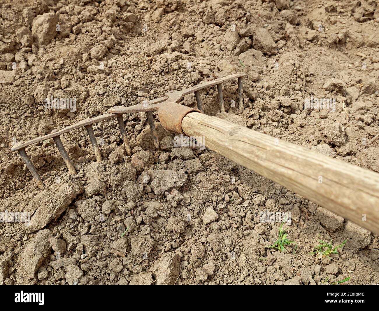 Vecchio rastrello in metallo arrugginito vintage con manico in legno sul terreno prima della sezionatura, utensile manuale per allentare il terreno e per altri giardini e agricoli Foto Stock