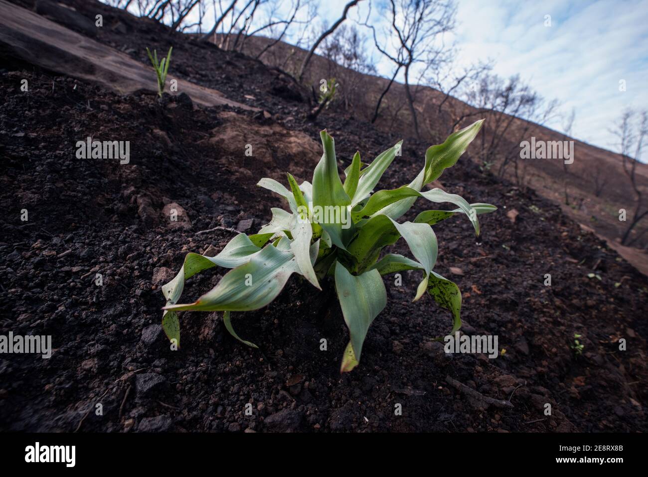 Una pianta di sapone con foglie ondeggianti cresce da una collina californiana dopo un fuoco selvatico bruciato, un esempio di successione secondaria come appaiono le specie pioniere Foto Stock