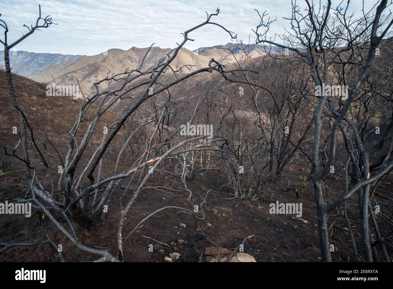 Vegetazione morta e bruciata lasciata in piedi dopo che gli incendi selvatici erano passati attraverso questa parte della California, lasciando dietro un paesaggio carrizzato. Foto Stock