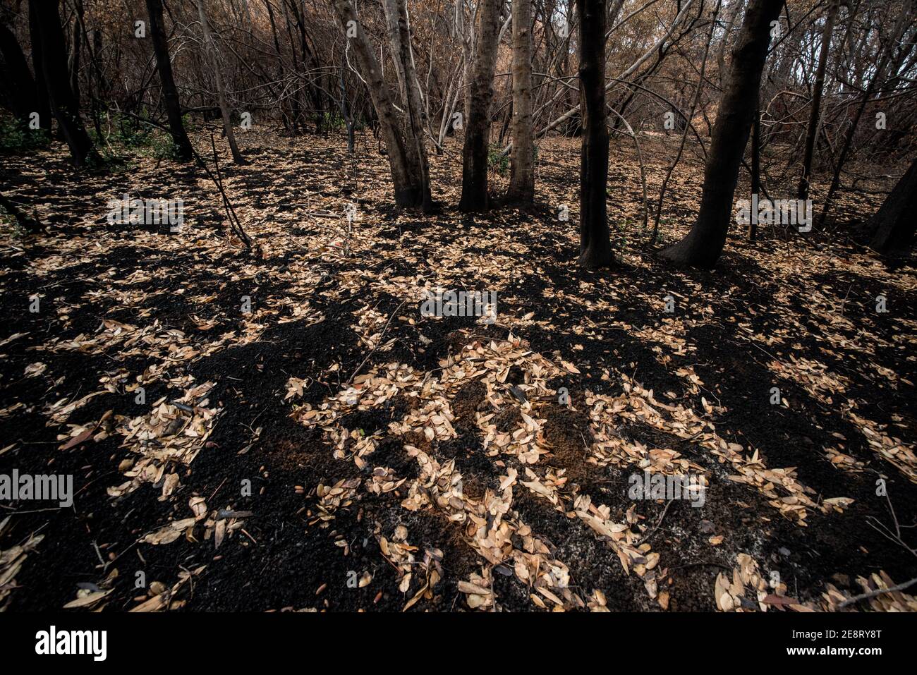 Le foglie cadute si siedono sul terreno arrossato a seguito di un fuoco selvatico, un interessante contrasto tra le foglie morte e il terreno bruciato. Foto Stock