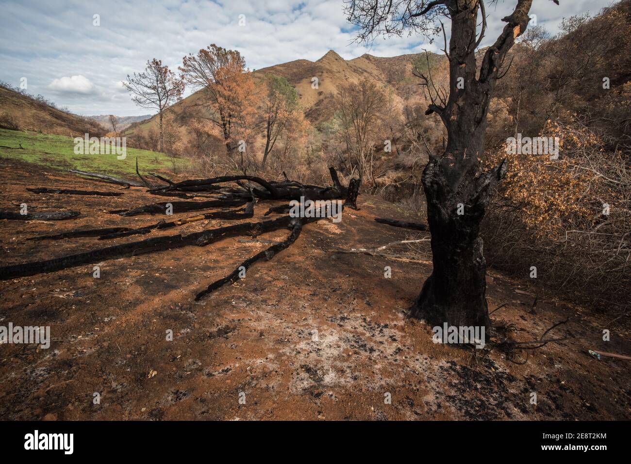 Diversi alberi morti e bruciati dopo la stagione dei vigili del fuoco della California, quando gli incendi di natura selvaggi bruciavano fuori controllo attraverso il paesaggio. Foto Stock
