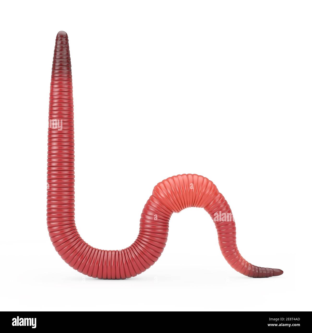 Red Dendrobena Rain Earth Worm su sfondo bianco. Rendering 3d Foto Stock