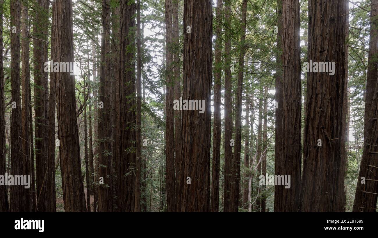 Denso boschetto di sequoie della costa di seconda crescita attraverso il Crystal Springs Trail all'Huddart County Park. Foto Stock