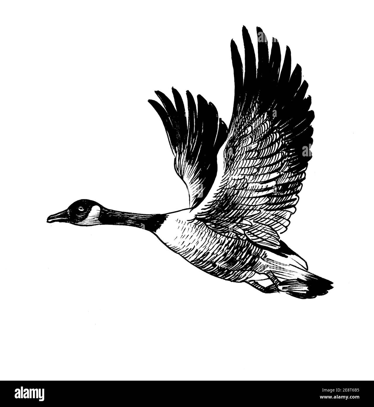 Volo canadese uccello selvatico dell'oca. Disegno in bianco e nero con inchiostro Foto Stock