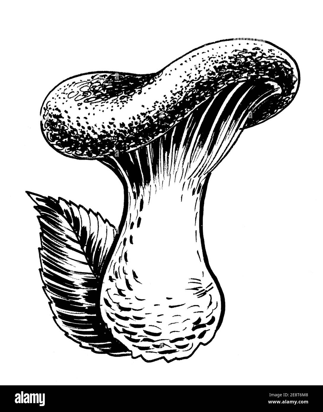 Fungo e foglia commestibile. Disegno in bianco e nero con inchiostro Foto Stock