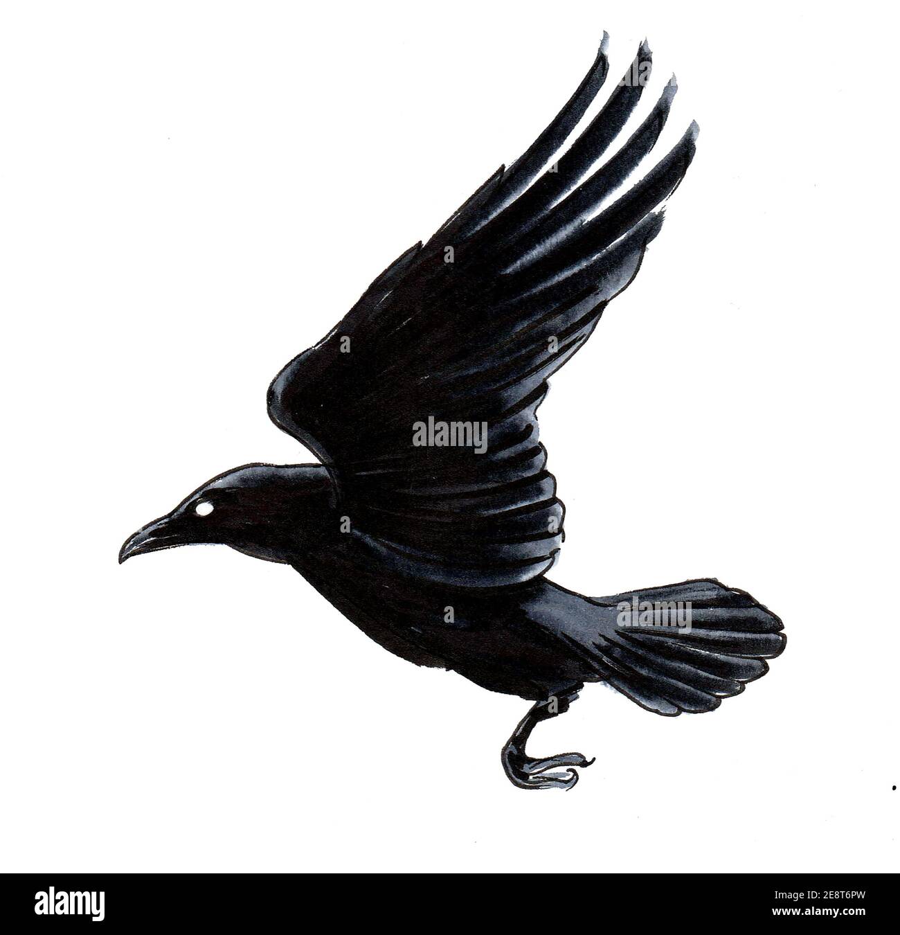 Uccello corvo volante. Disegno con inchiostro e acquerello Foto stock -  Alamy