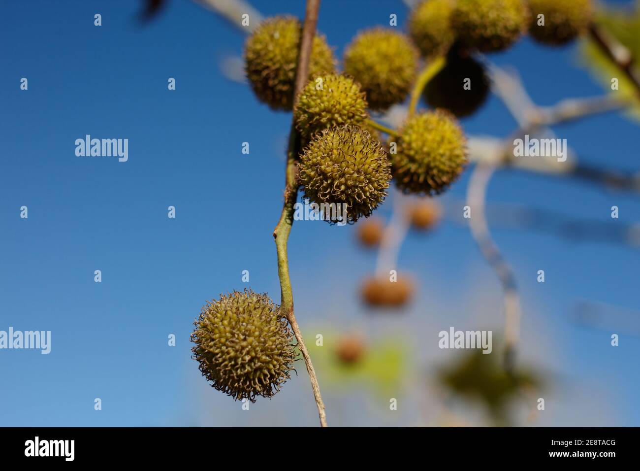 Achene Fruit, Western Sycamore, Platanus racemosa, platanaceae, albero nativo vicino Bluff Creek Trail, Southern California Coast, Inverno. Foto Stock