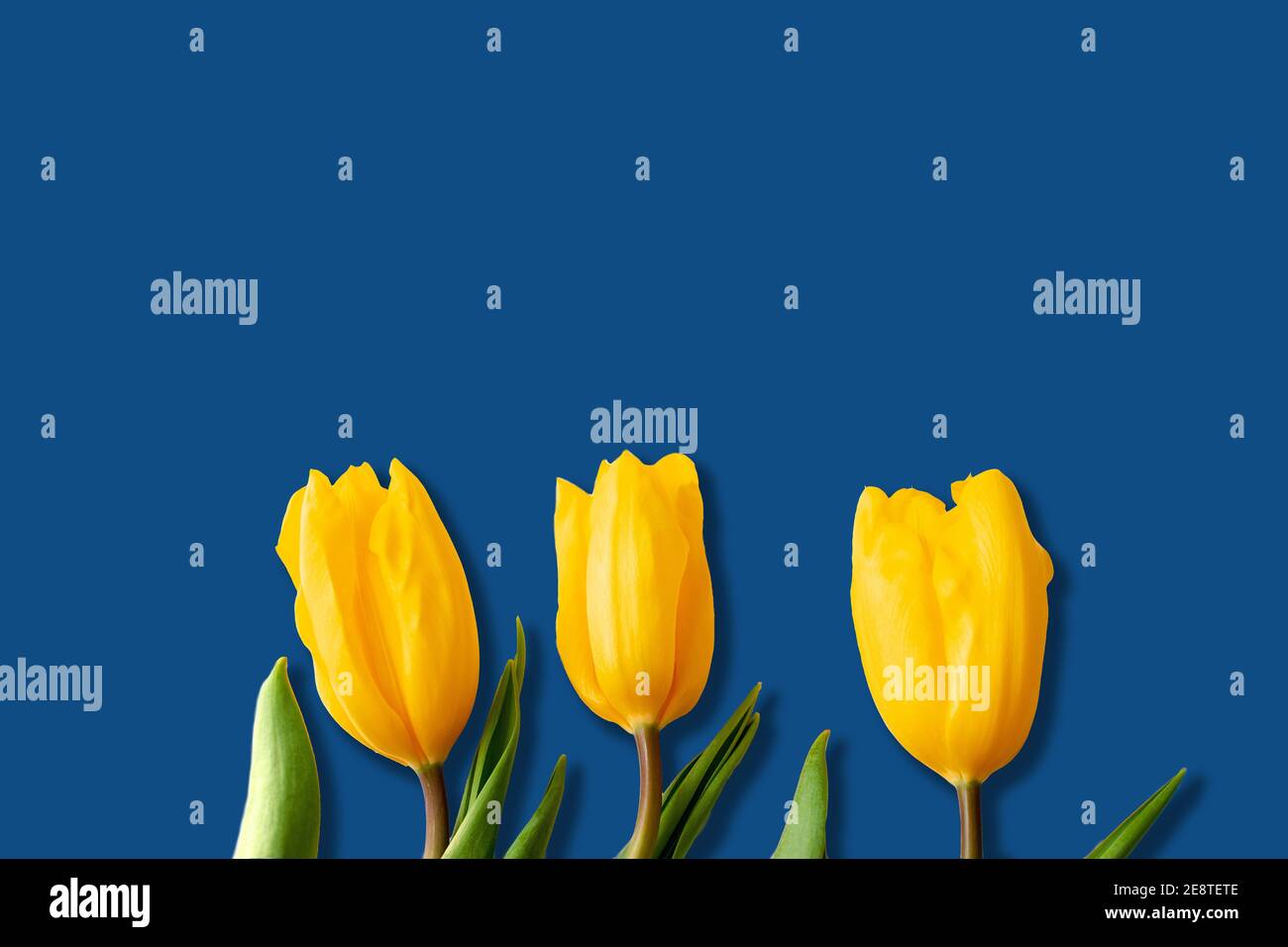 tre gemme di tulipani gialli su sfondo blu Foto Stock