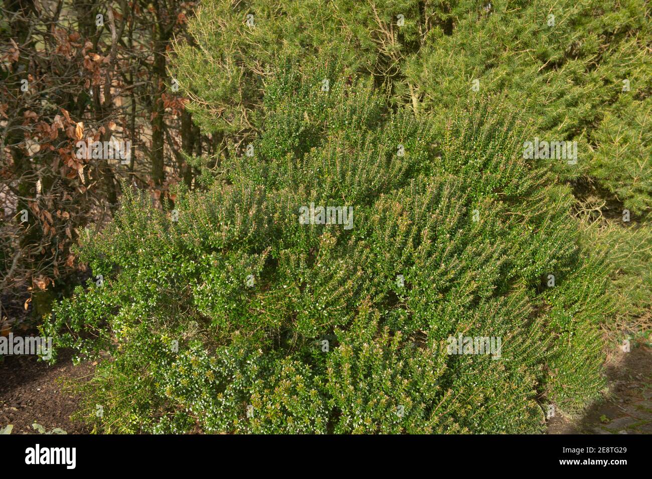 Inverno Green Foliage e boccioli di fiori rosa del Tarentum Evergreen Mirto arbusto (Myrtus communis subsp. Tarentina) coltivando in un giardino di cottage Foto Stock