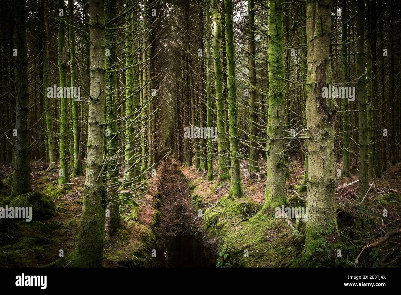 Sitka Abete - Picea sitchensis - piantagione di alberi in Cornovaglia. Foto Stock