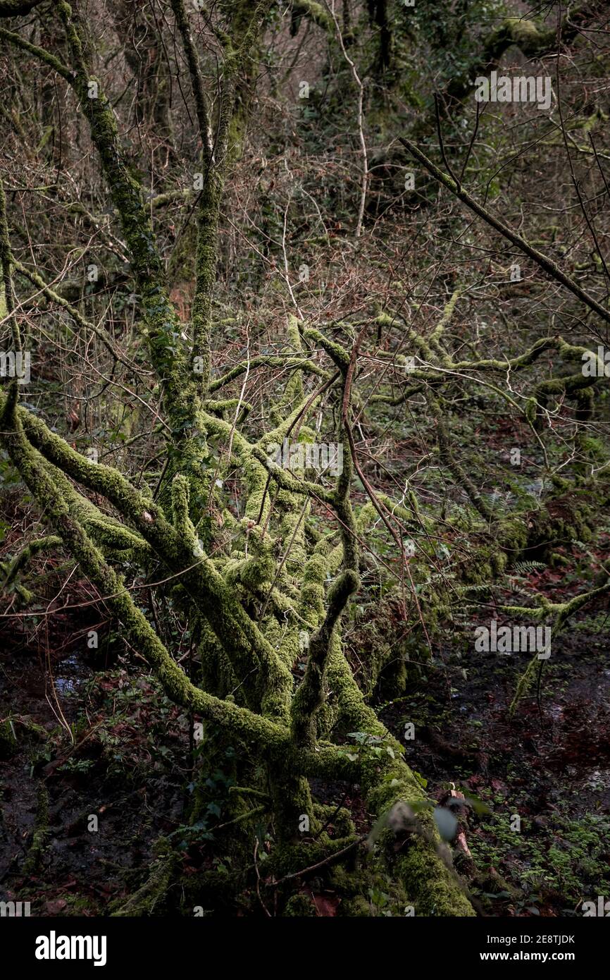 Muschio che copre un albero caduto nella sottobosco aggrovigliata nel suggestivo Bosco di Metha nella valle di Lappa vicino a St Newlyn East in Cornovaglia. Foto Stock