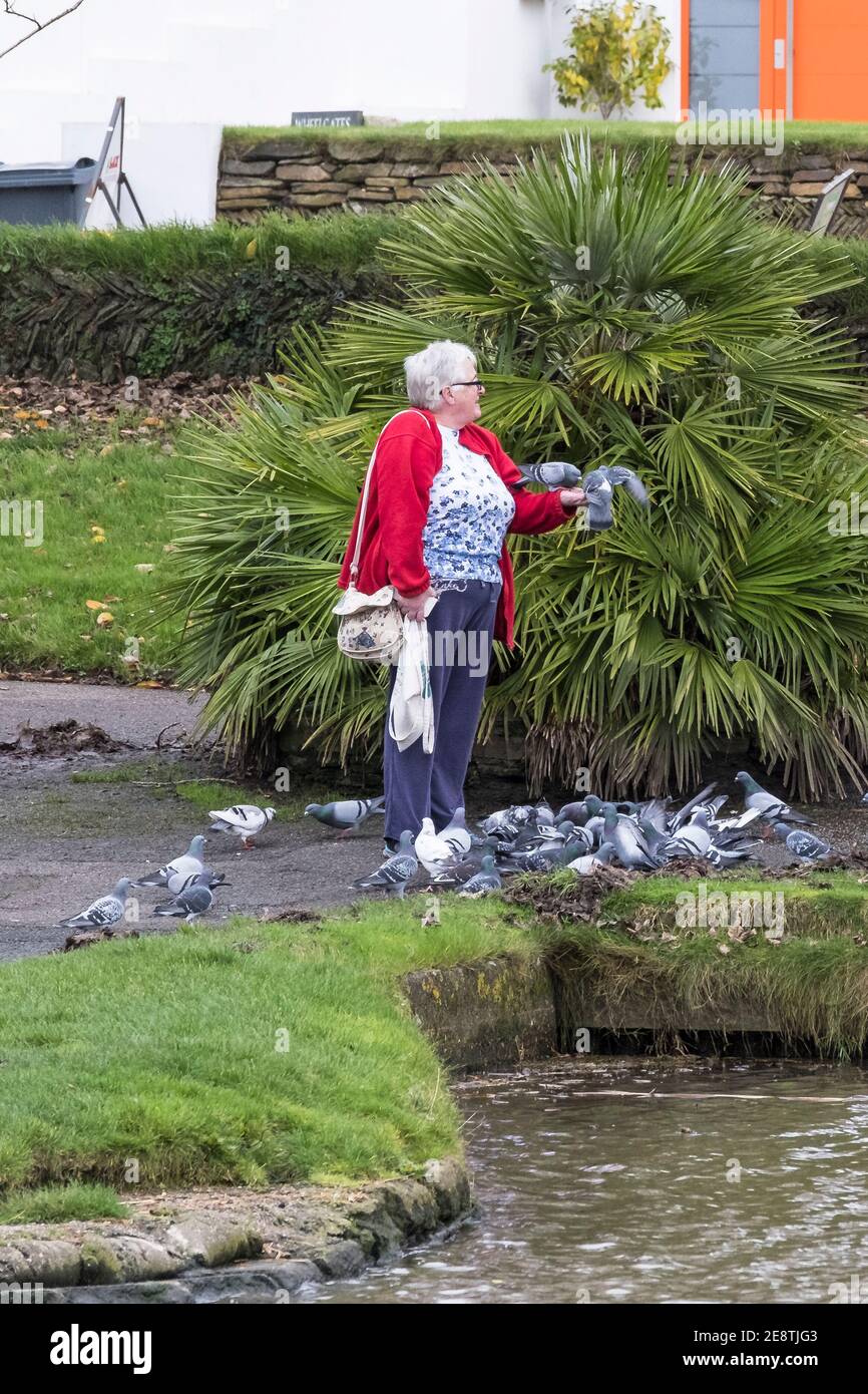 Una donna matura che alimenta i piccioni in un parco in Inghilterra nel Regno Unito. Foto Stock