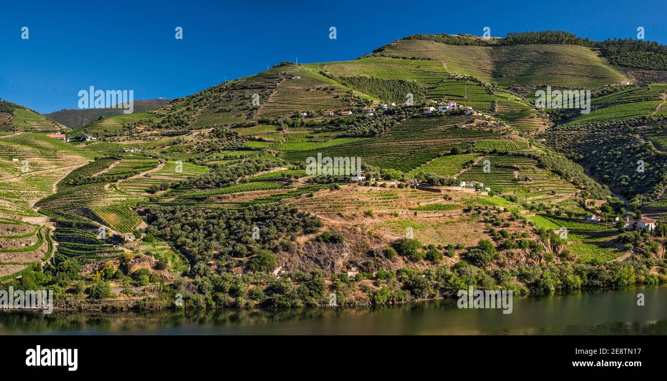 Vigneti terrazzati sul Rio Douro, in vale do Douro, cima Corgo (Alto Corgo), Alto Douro, vicino Pinhao, regione Norte, Portogallo Foto Stock
