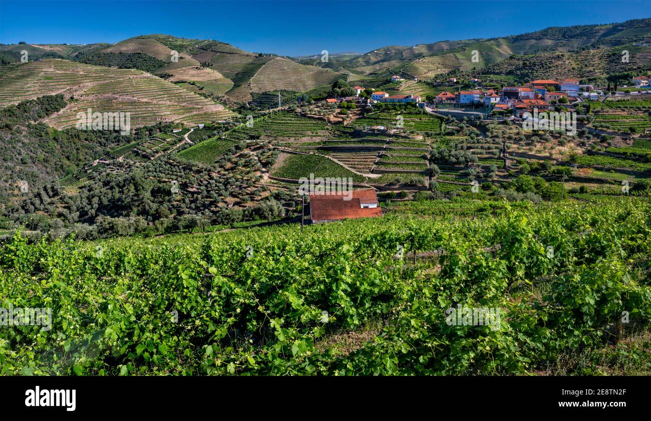 Vigneti terrazzati a vale de Mendiz, vicino a Pinhao, regione Norte, Portogallo Foto Stock