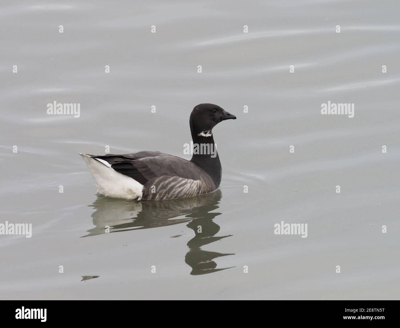 Brent Goose Foto Stock