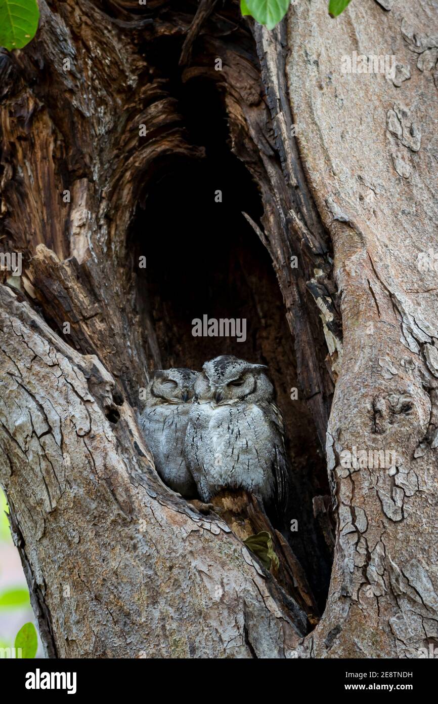 gli scope indiani gufo o Otus bakkamoena owlet si accoppiano riposando insieme nel nido durante il safari alla foresta dell'india centrale Foto Stock