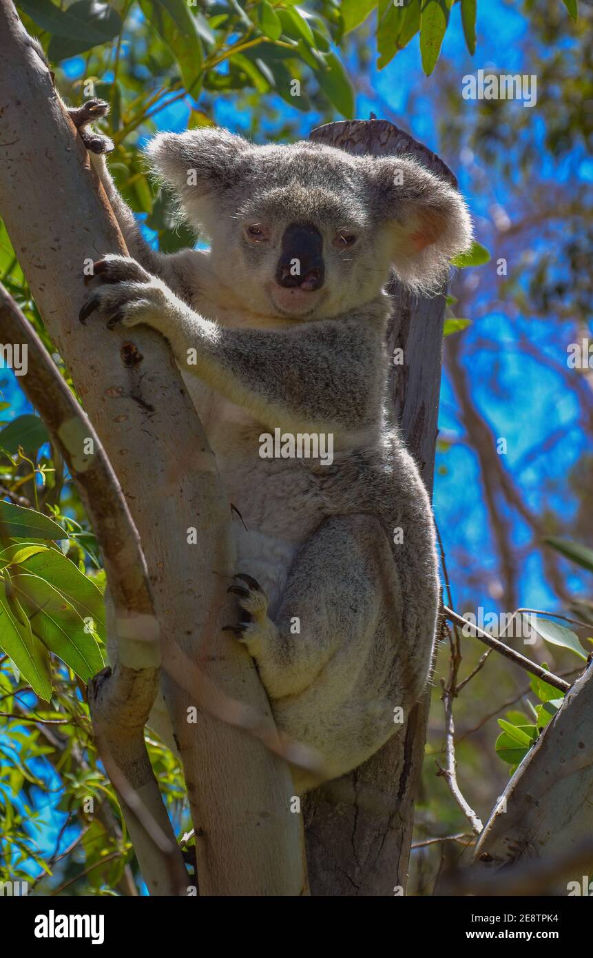 Un carino, coccoloso koala guardando dalla forchetta di un albero gengivale nativo. Questo marsupiale australiano arboreo ha una folta pelliccia grigia e si nutre di foglie di eucalipto. Foto Stock