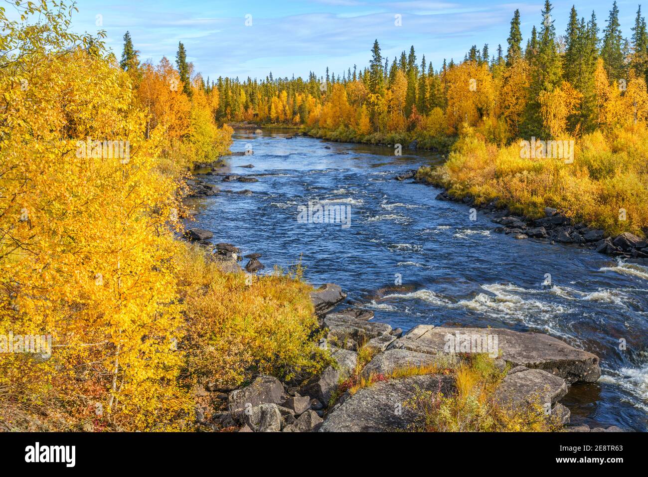 Fiume Sjaunja in autunno con alberi di betulla colorati, contea di Gällivare, Lapponia svedese, Svezia Foto Stock