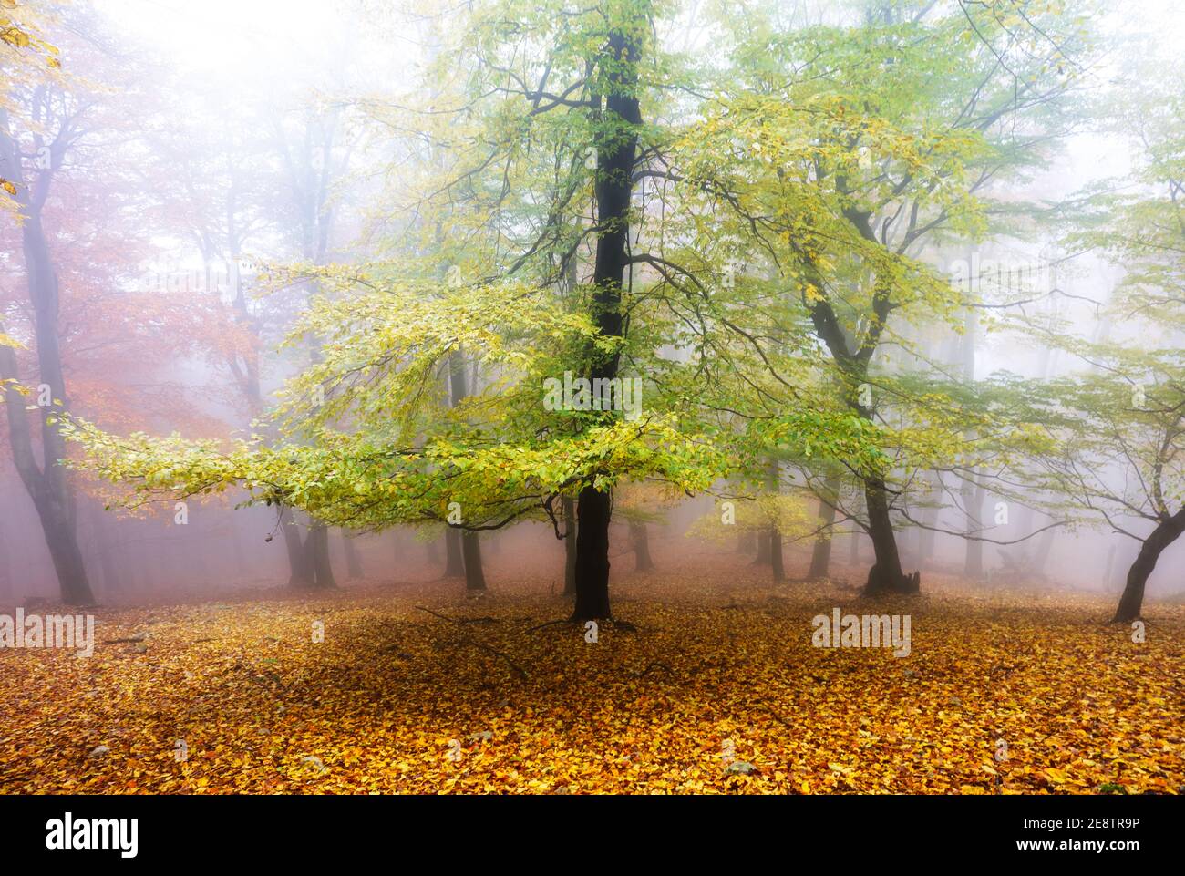 Autunno natura paesaggio.Misty autunno foresta. Bellissimi alberi colorati in boschi. Natura selvaggia panoramica Foto Stock