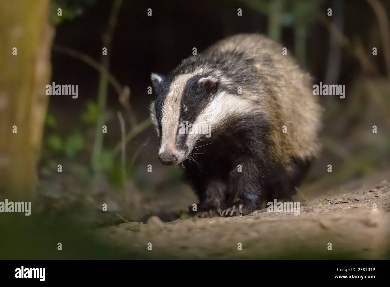European Badger (Meles meles) camminare nella foresta di notte. Drenthe, Paesi Bassi. Fauna selvatica scena della natura in Europa. Foto Stock