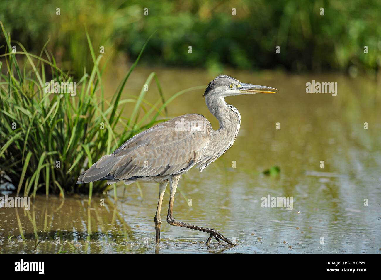 Gray Heron sulle rive del Nilo in Uganda, Africa. Foto Stock