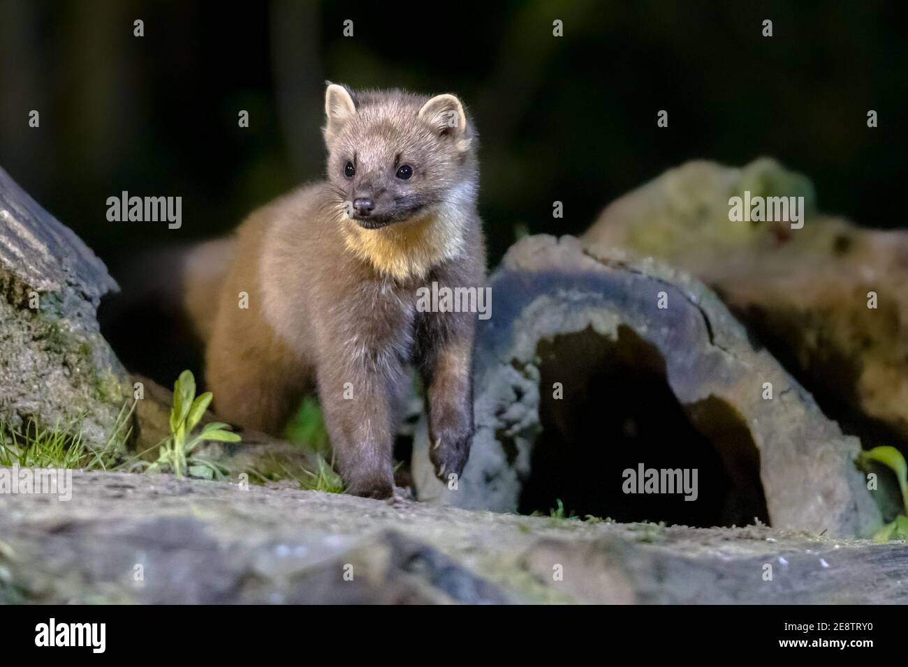 Martora di pino (Martes Martes) su tronco in circostanze buie in una foresta di notte. Fauna selvatica scena della natura in Europa. Foto Stock