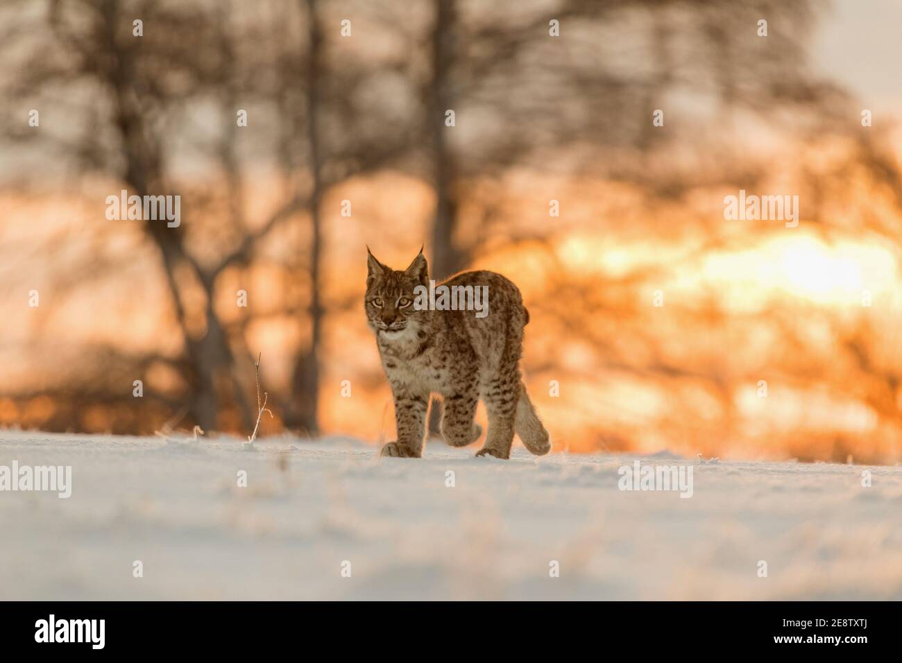 Eurasian Lynx a piedi poi mattina tempo, gatto selvatico nella foresta con neve color alba. Foto Stock