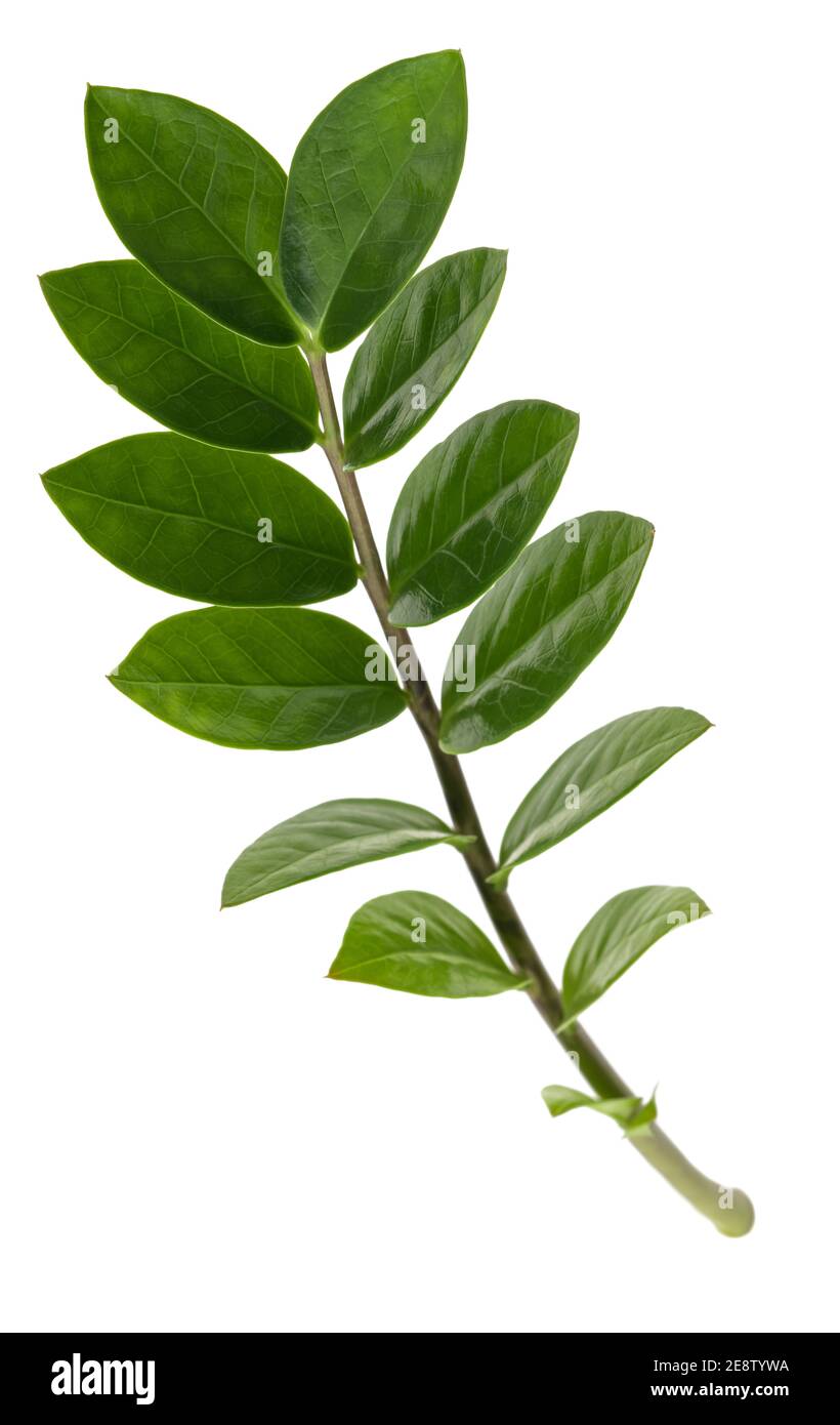 Zanzibar gemma (Zamioculcas zamiifolia) ramo isolato su sfondo bianco Foto Stock