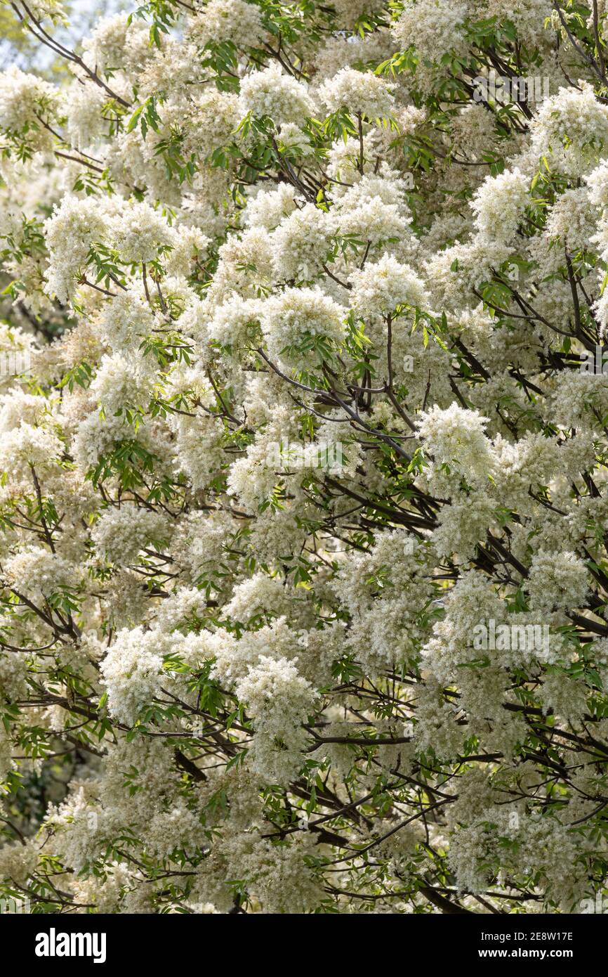 Fiori di frassino manna in primavera (Fraxinus ornus) Foto Stock