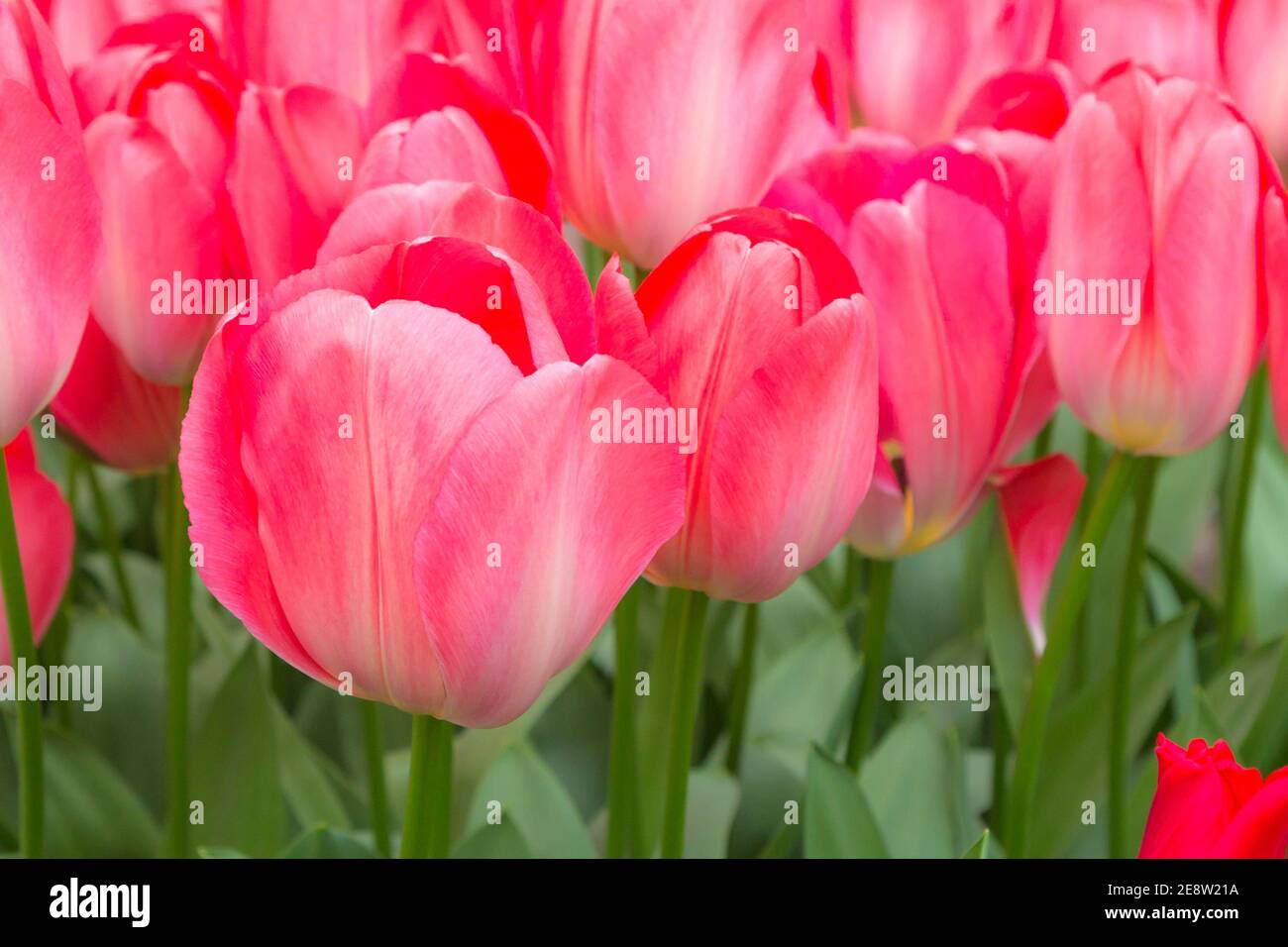 Tulipani tradizionali olandesi di colore rosso intenso e luminoso nel fiore del parco Keukenhof giardini Foto Stock