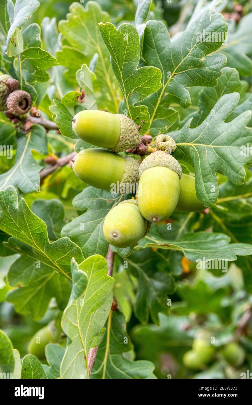 Ghiande che crescono su querce, Quercus robur. Foto Stock