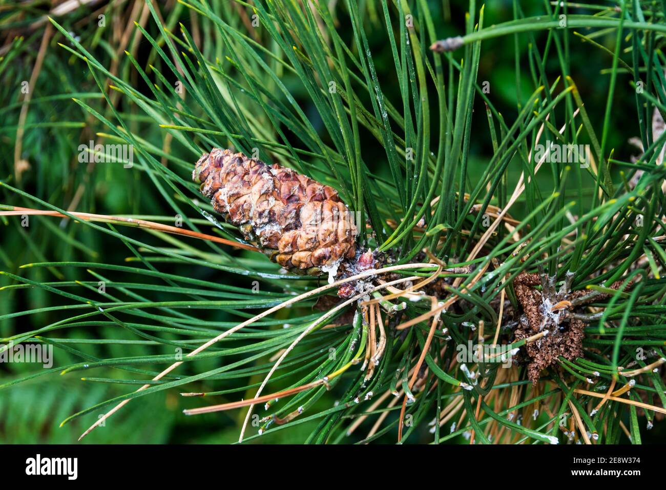 Cono di pino scozzese, Pinus sylvestris, che cresce su albero. Foto Stock