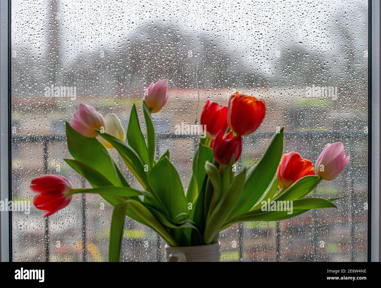 Regenwetter, Regentropfen an einer Fensterscheibe, Blick aus dem verregneten Fenster, Blumenvase mit bunten Tulpen, Foto Stock