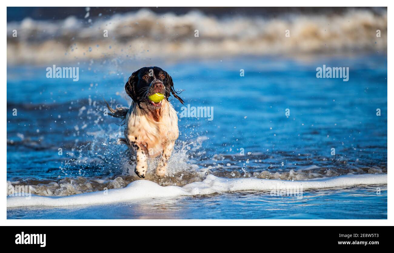 English Springer Spaniel sulla spiaggia Foto Stock