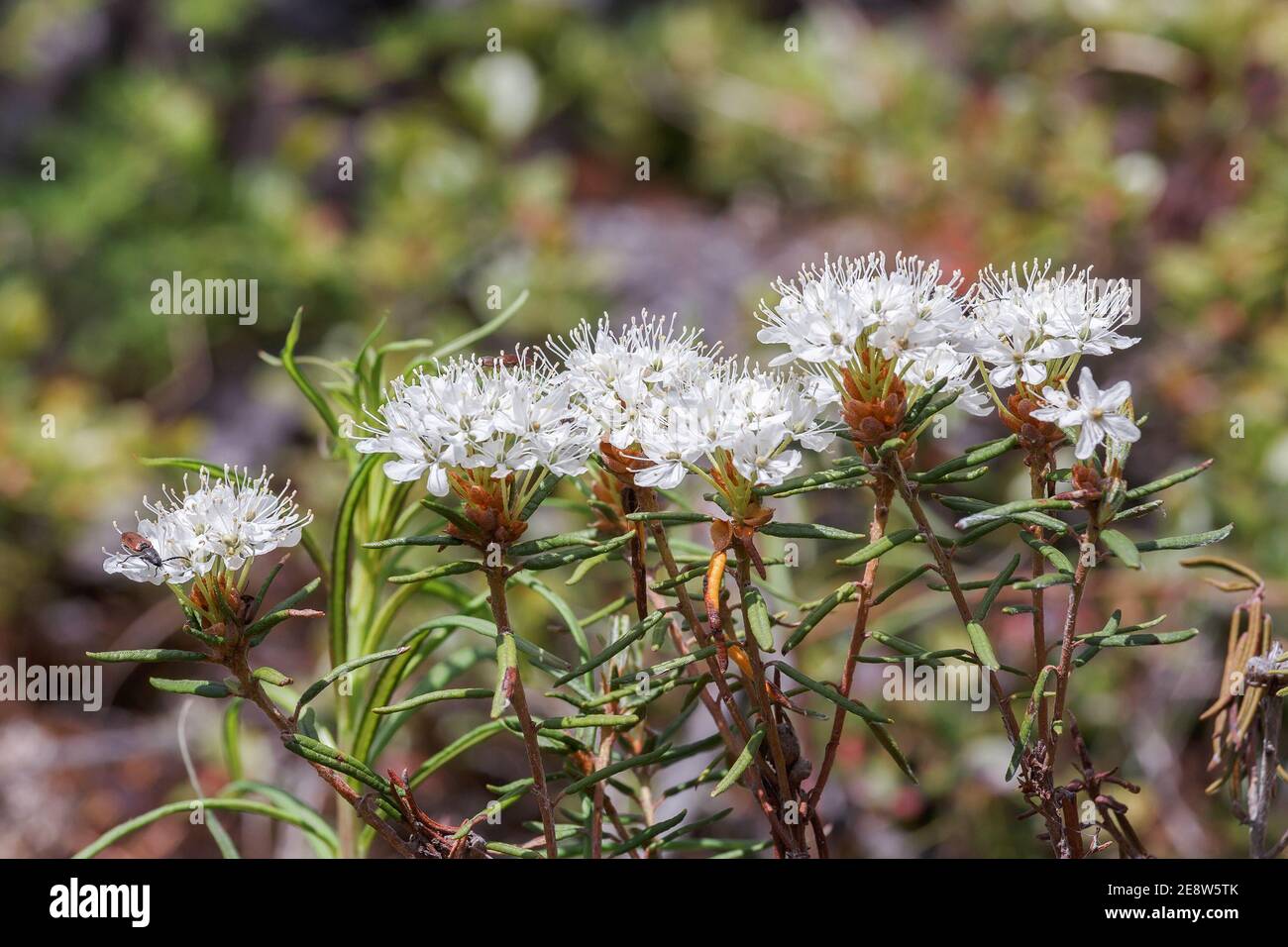 Rosmarino selvatico paludoso in fiore, primo piano, con sfondo sfocato Foto Stock