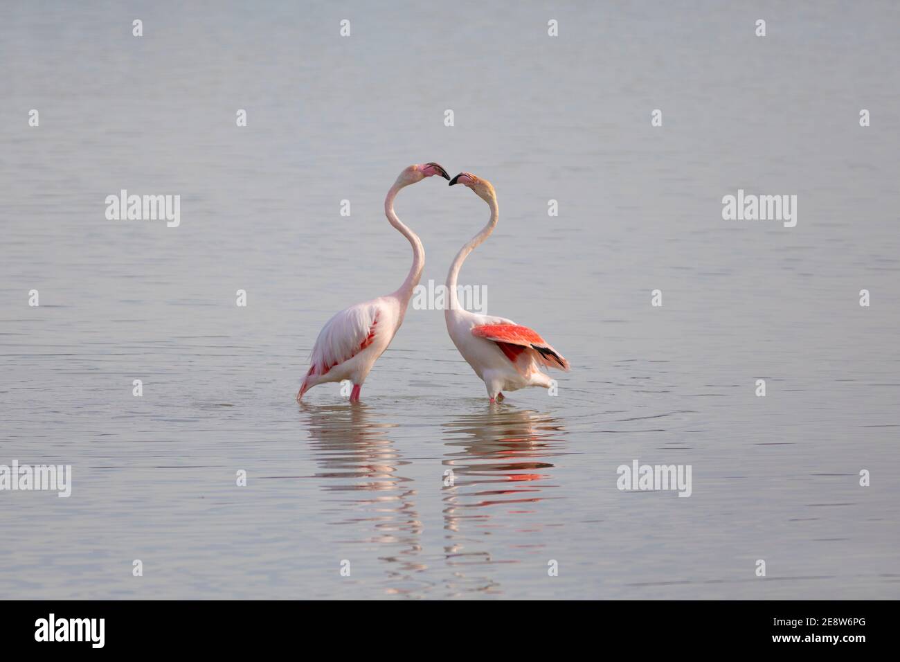 Forma del cuore dovuta alla posizione di due fenicotteri maggiori (Rosa fenicottero) colli Foto Stock