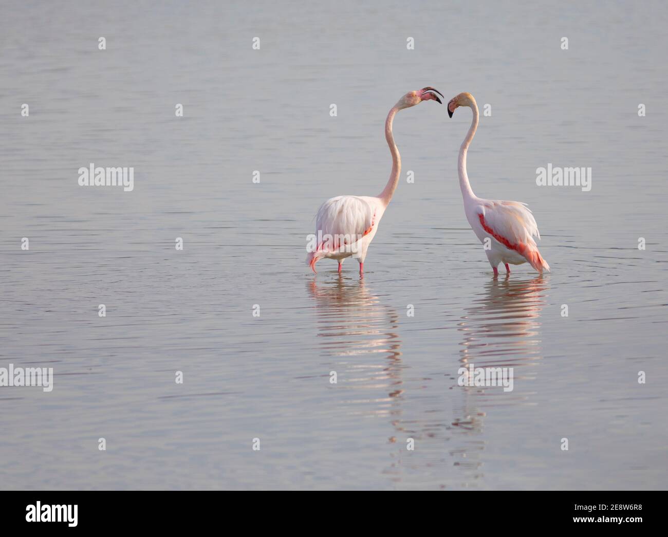 Maggiore fenicottero (fenicottero roseus) coppia Foto Stock