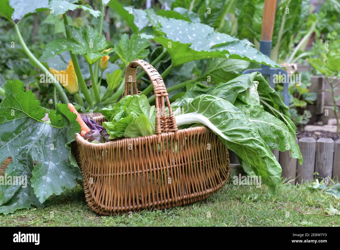 foglia di bietole e lattuga in un cesto di vimini messo sul terreno in un orto Foto Stock