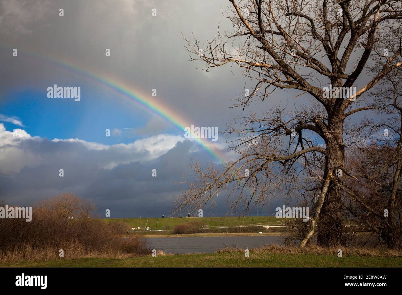 arcobaleno e vecchio albero nelle pianure alluvionali del fiume Reno nel quartiere Merkenich, Colonia, Germania. Reinbogen und Alter Baum in der Rheinaue bei Foto Stock