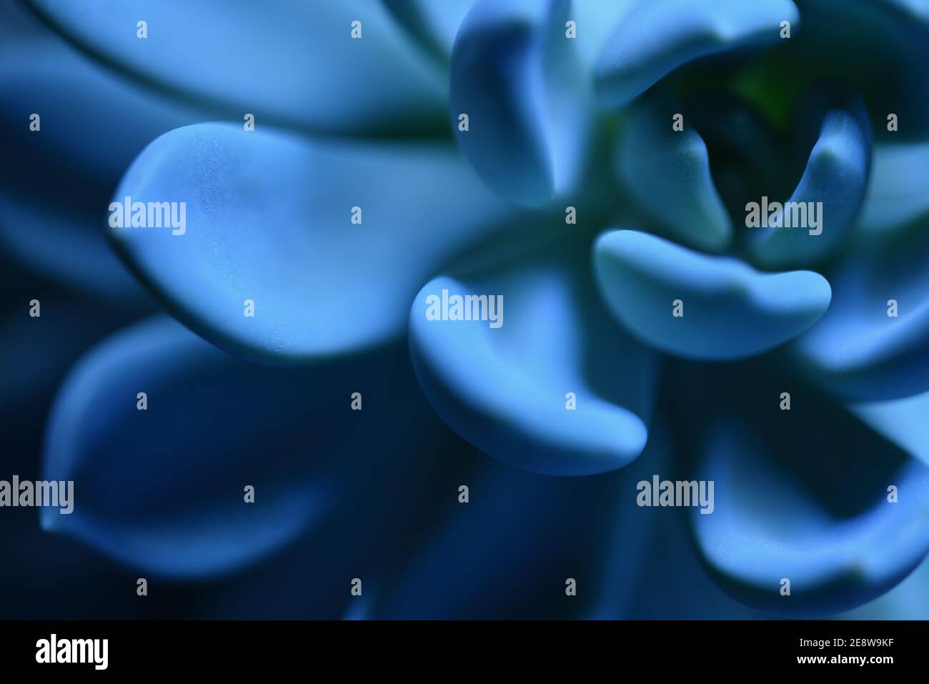 Pianta succulenta di colore blu primo piano macro, foto d'inventario Foto Stock