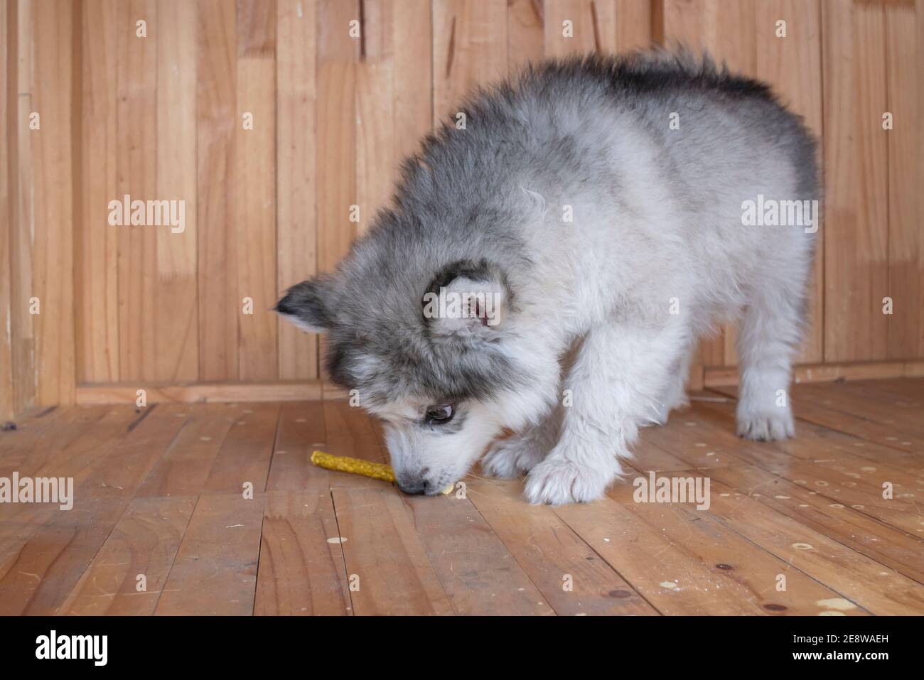 primo piano un cucciolo mangiare snack sul legno Foto Stock