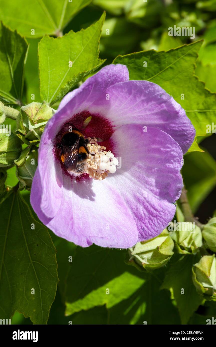 Hibiscus sinosyriacus 'Lilac Queen' una pianta arbusto in fiore estiva con Un fiore viola lilla durante l'estate comunemente conosciuto come Rosa Cinese Di Sharon o R. Foto Stock