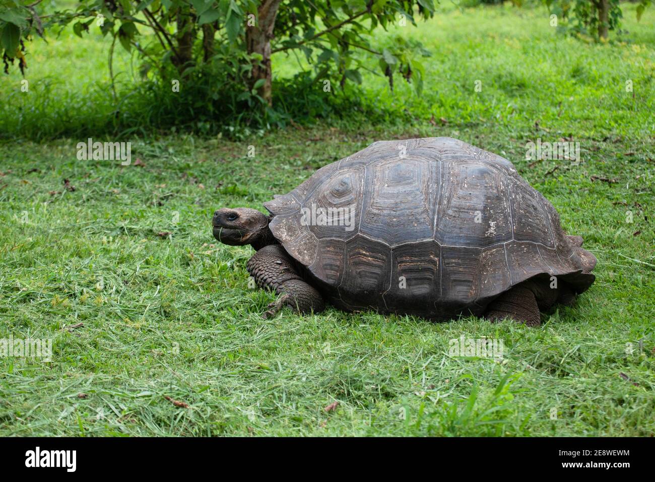 Una tartaruga Galapagos, Chelonoidis porteri, mangiare erba Foto Stock