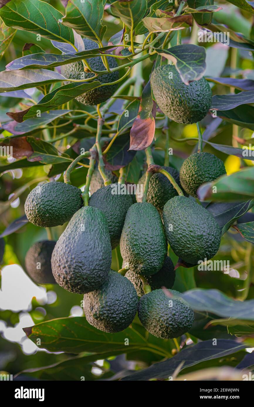 hass avocados, (persea americana), appeso su un albero, pronto per la raccolta Foto Stock