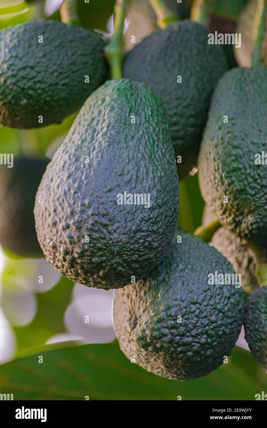 hass avocados, (persea americana), appeso su un albero, pronto per la raccolta Foto Stock
