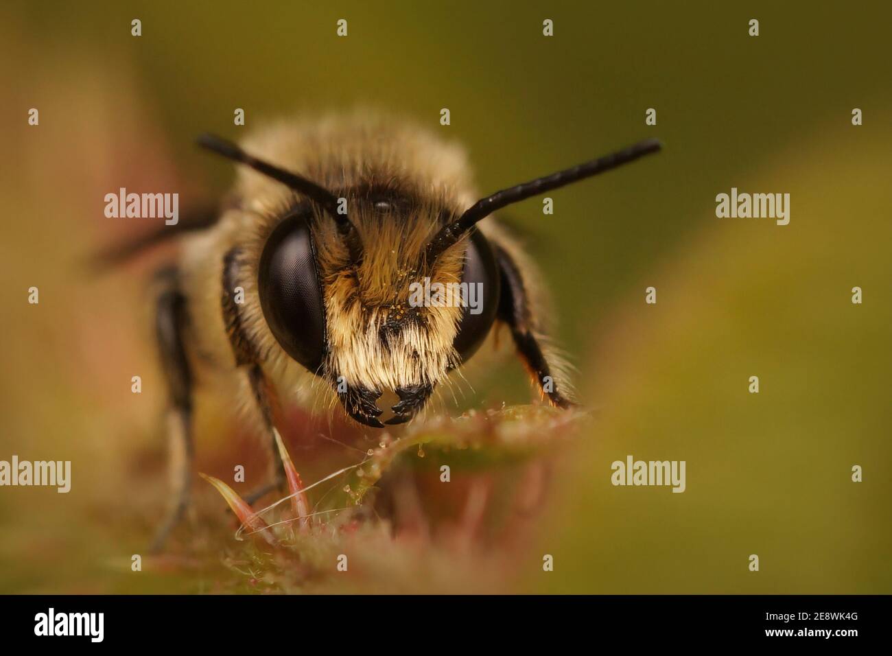 Frontale primo piano di un'ape maschio Patchwork, Tuinbladsnijder, Megachile centuncularis Foto Stock