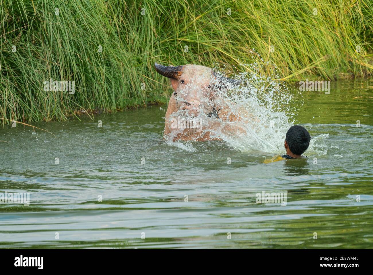 Lopburi, Thailandia - Gennaio 2019: Il ragazzo rurale fa il bagno di bufali nella palude nella campagna di Lopburi, Thailandia Foto Stock