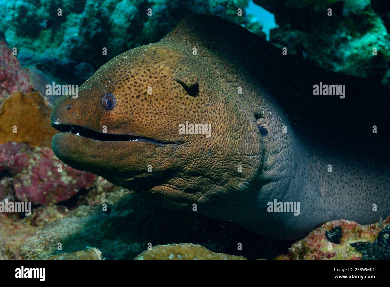 Gymnotorax javanicus, giant moray, Riesenmuräne, Utopia Beach, Mar Rosso, Egitto, Rotes Meer, Ägypten Foto Stock