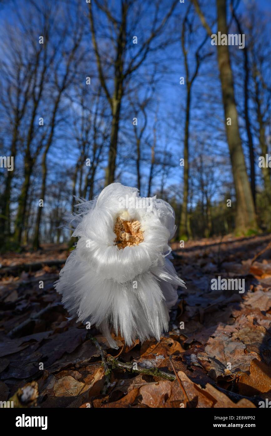 Ghiaccio capelli su legno Foto Stock