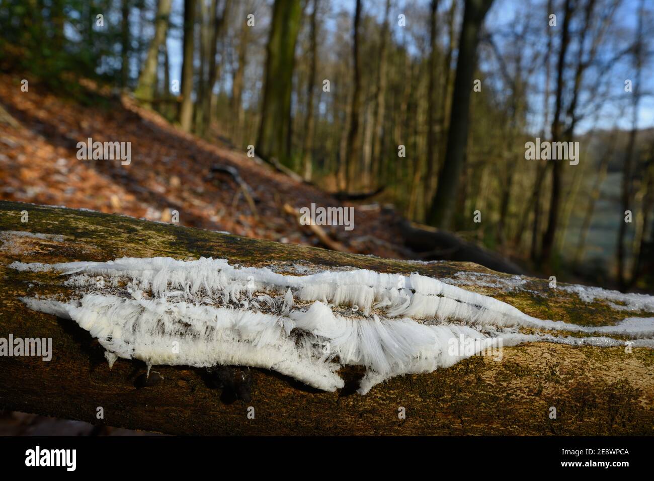 Ghiaccio capelli su legno Foto Stock